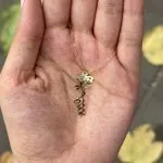 گردنبند لیزری مدل گل - تصویر 3