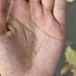 گردنبند مدل البرنادو - تصویر 3
