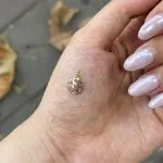 پلاک لیزری مدل گل - تصویر 3